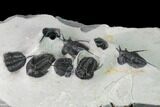 Cyphaspis Walteri & Kayserops Trilobite Cluster - Mrakib, Morocco #168395-7